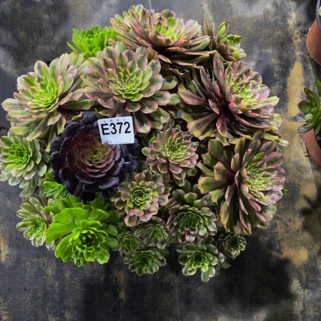 【闪购商品】37200