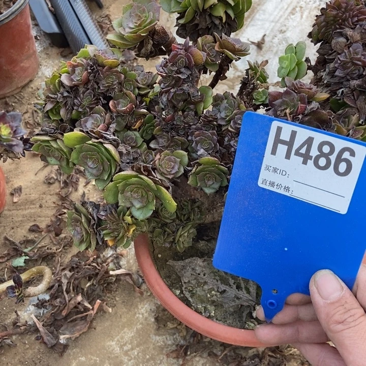 凝***影486万胜节缀化缀化老桩
