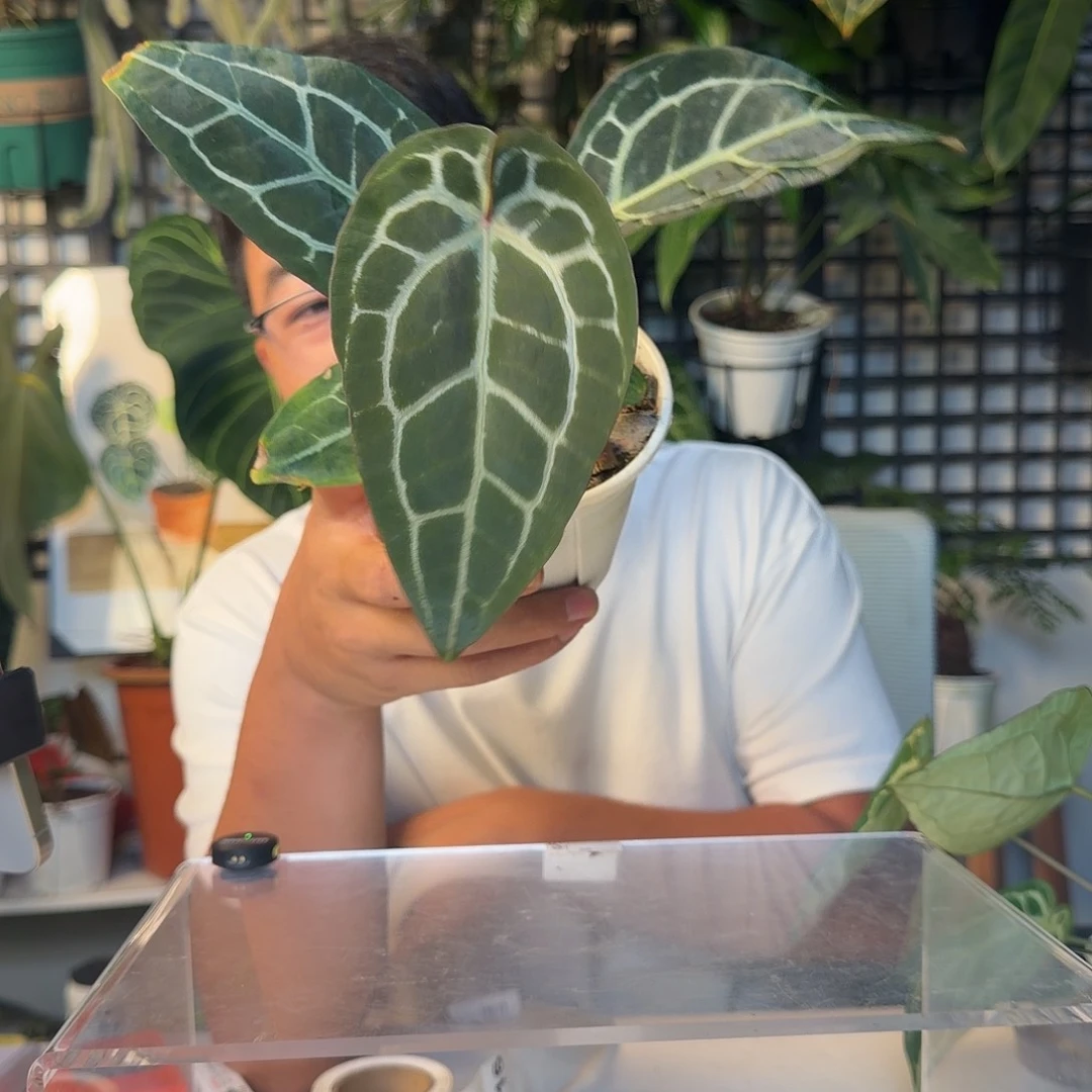 完全开放小钻石杂黑水晶A116