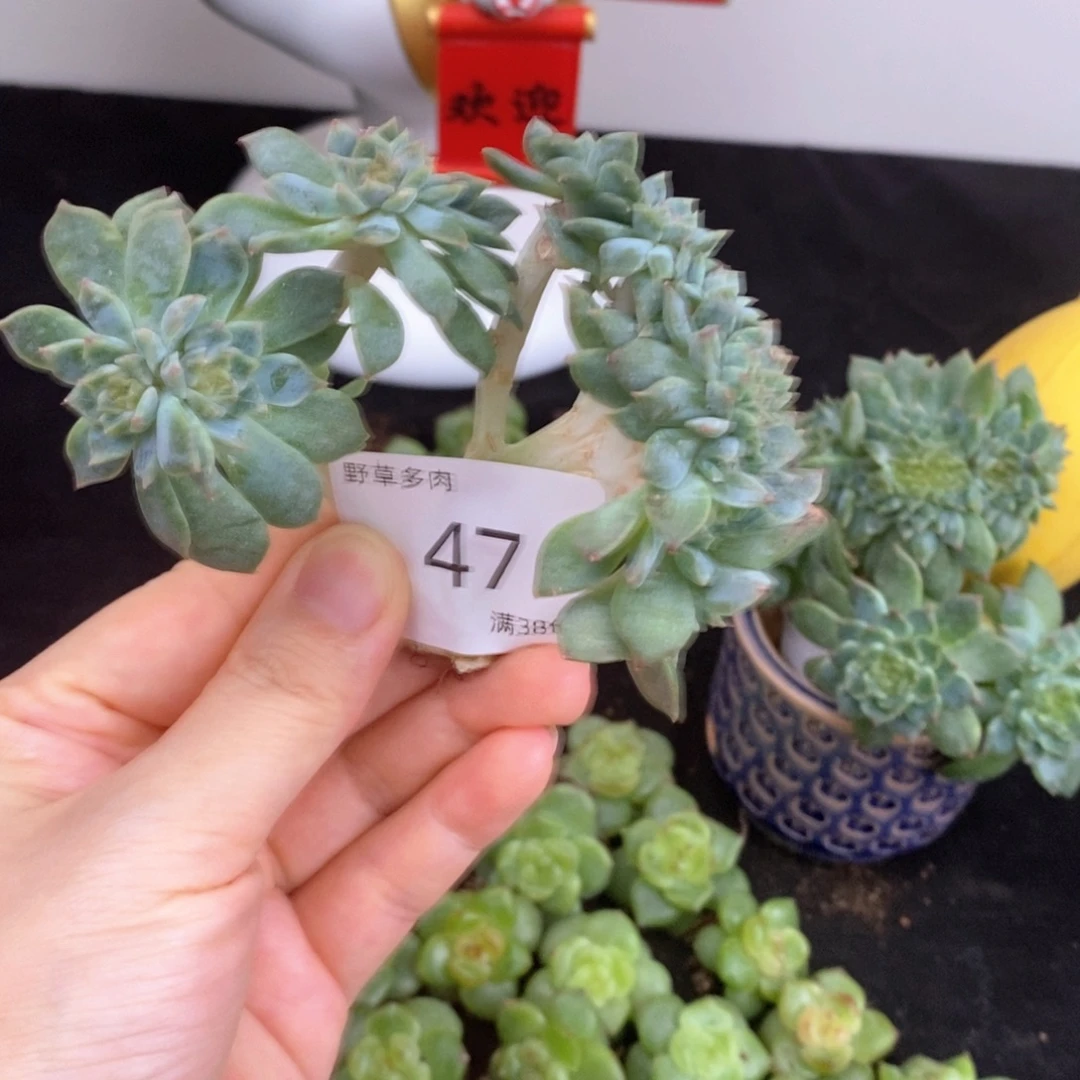 47号九头带缀冰魄一颗