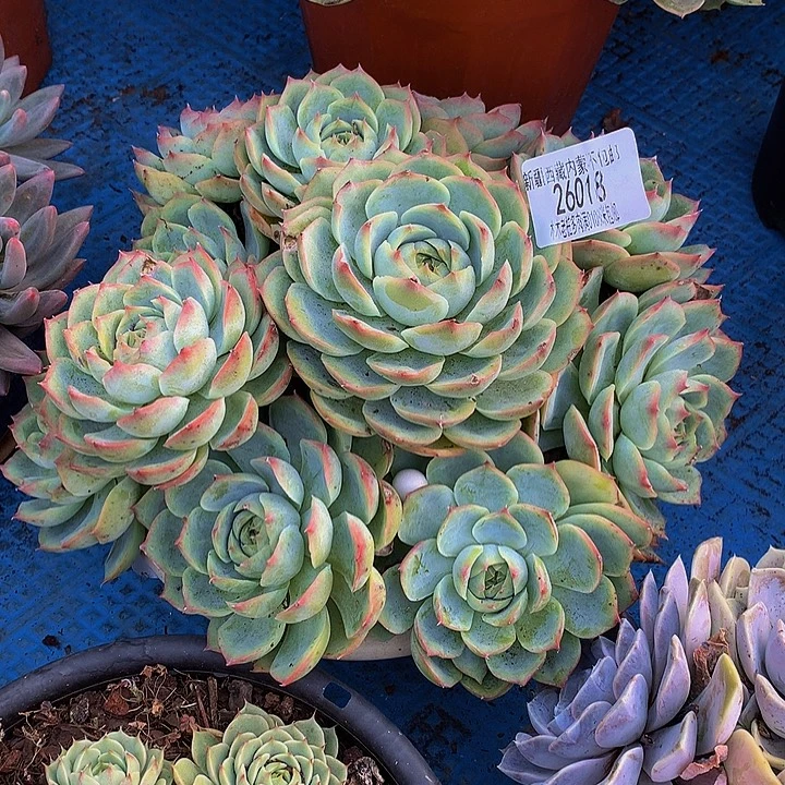 3***9    侧影多肉26018