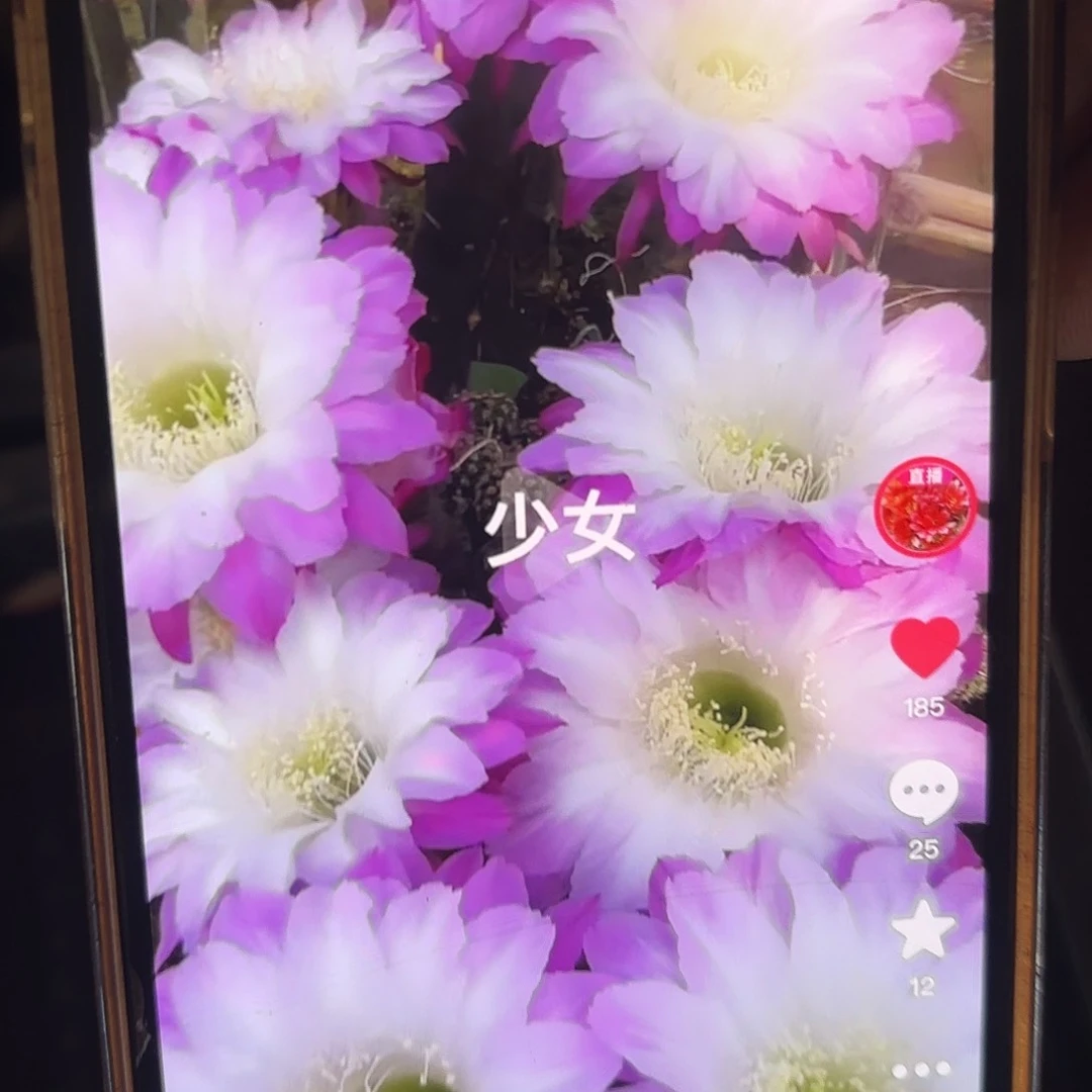 少女彩无根侧牙20包邮南鹏