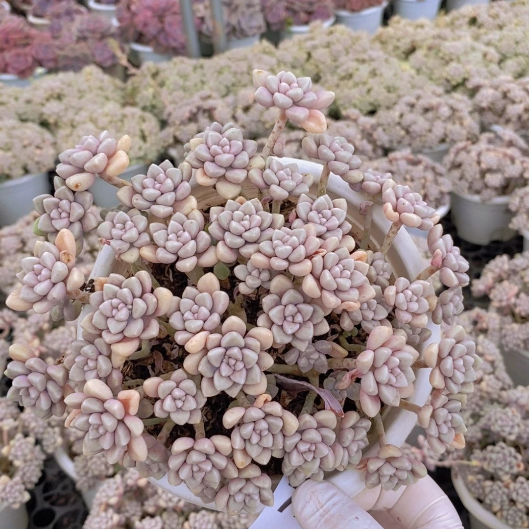 7226丸叶姬秋丽一物一拍