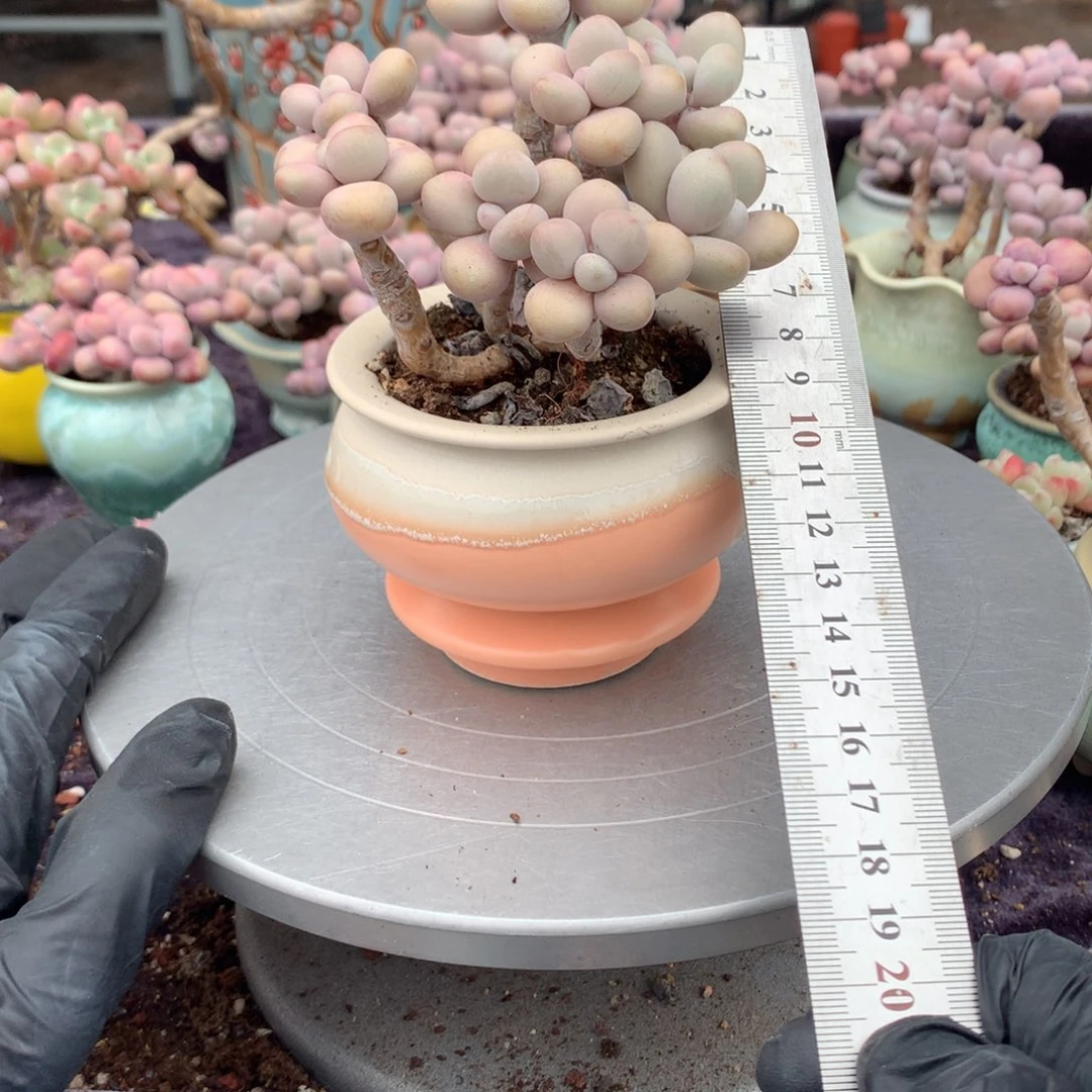 50号带盆偏远地区不包邮的