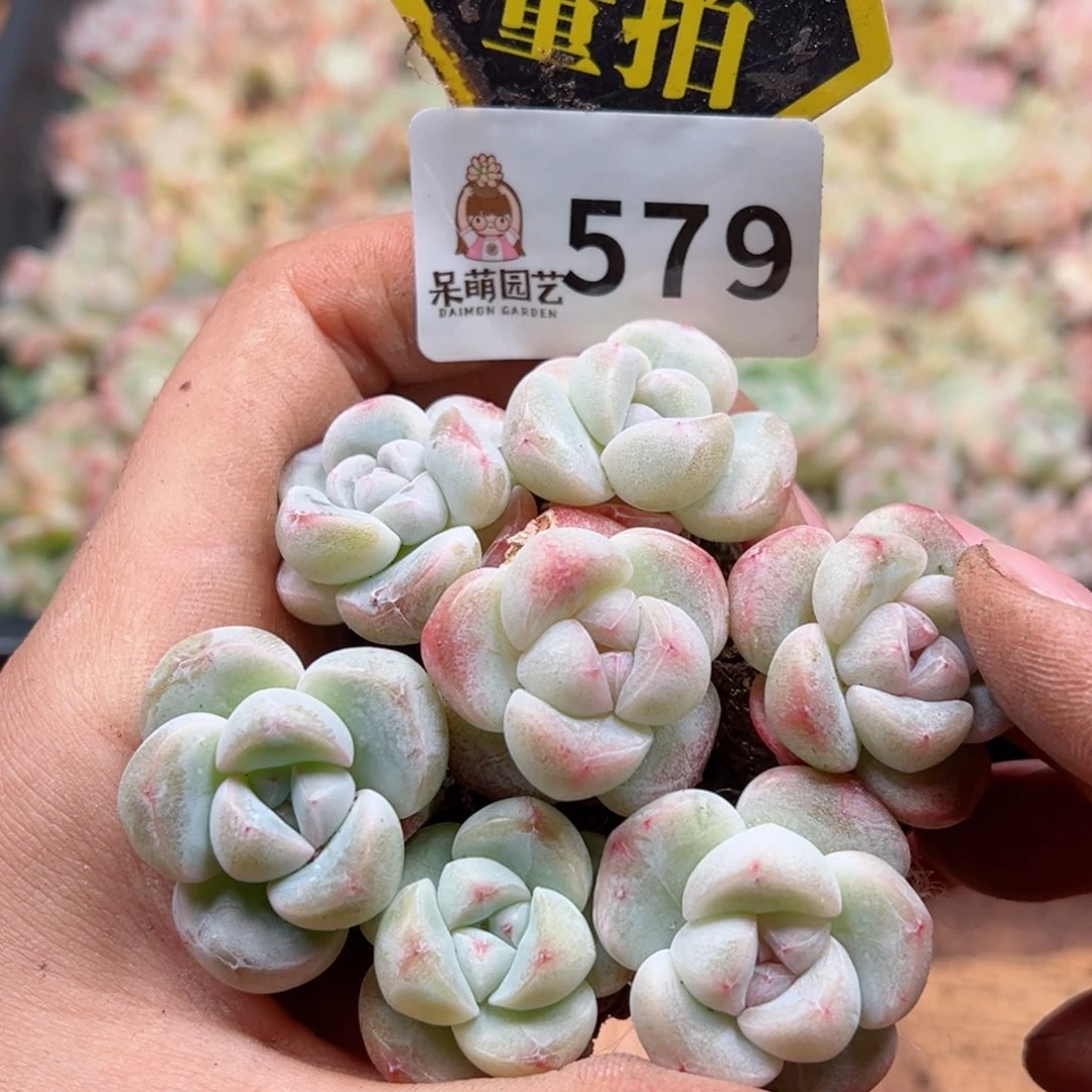 多肉植物多肉植物