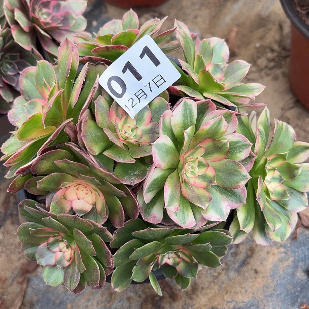 12.7-11荔枝多肉植物