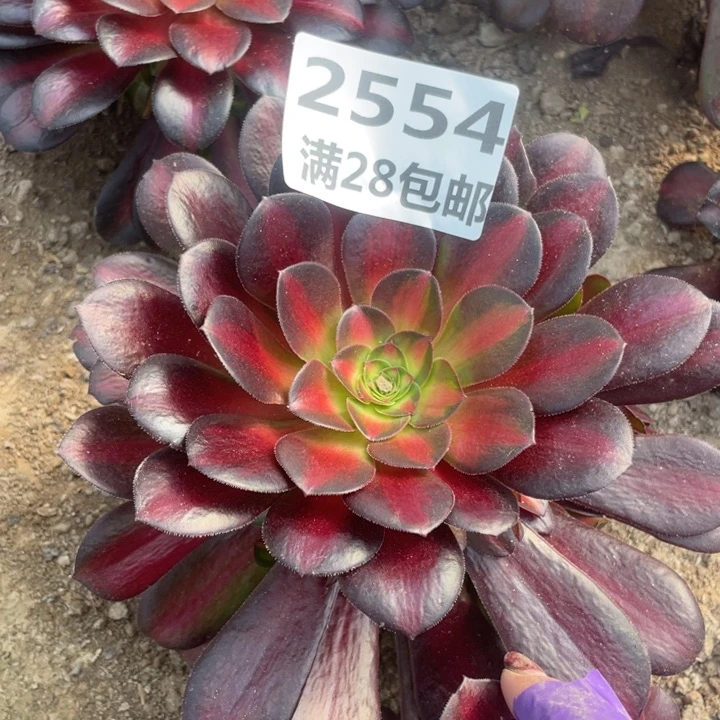 马*2554夕阳多三号棚J