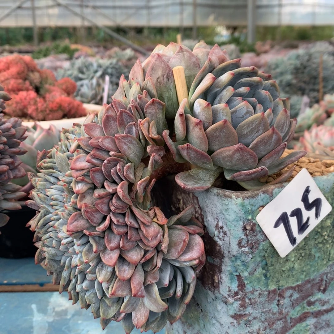 725崔崔多肉新疆西藏内蒙不包邮