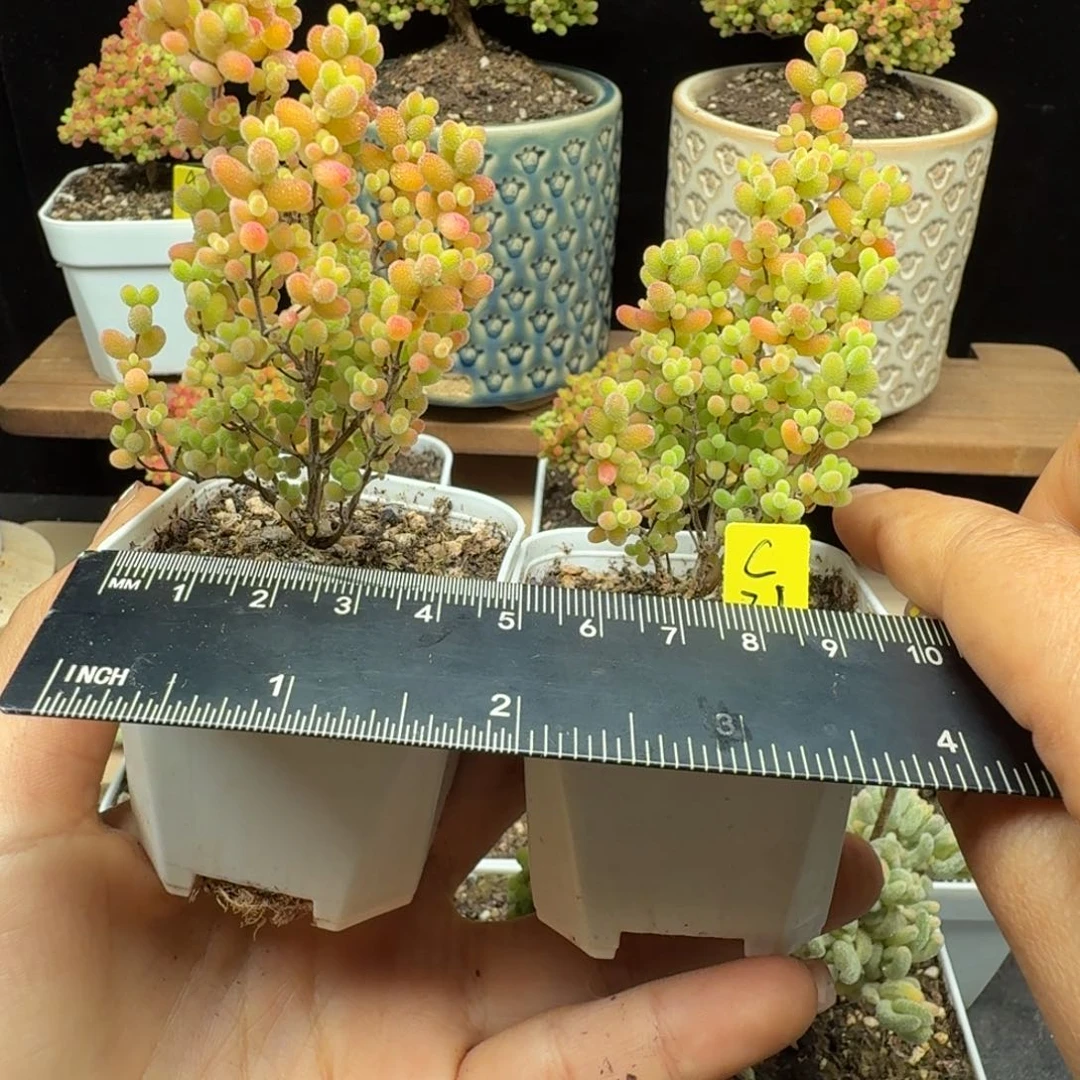 N***?c21号蜜橘两棵两棵