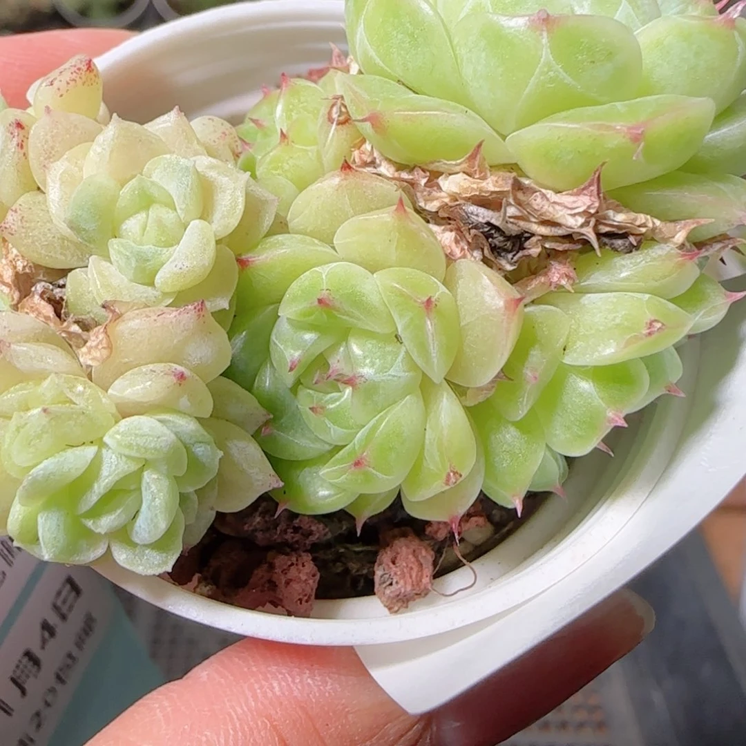 花语逸镜1104-99麦秆散