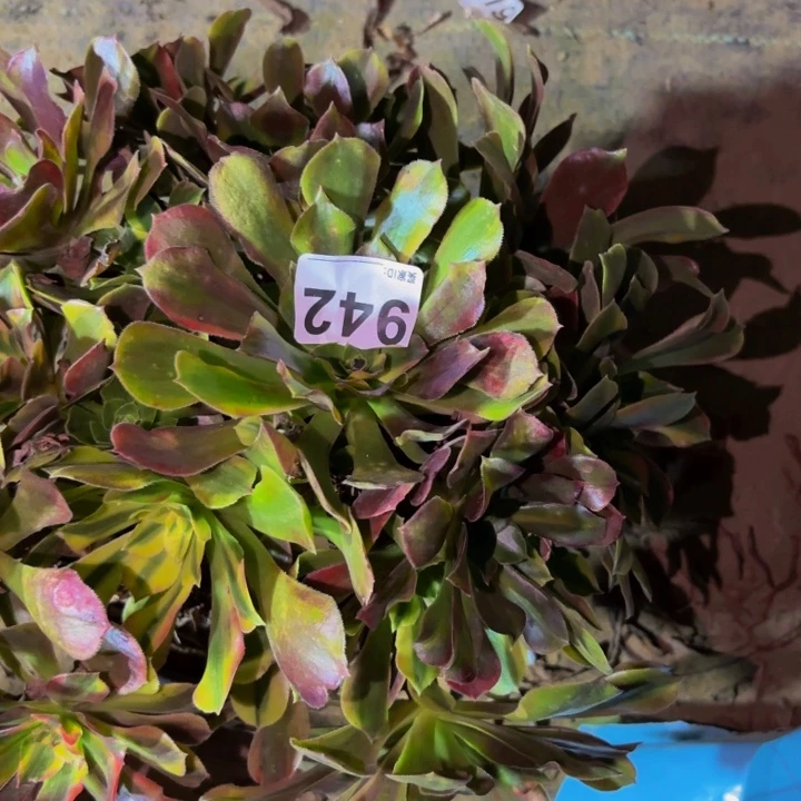 942香妃七彩多肉植物不售后