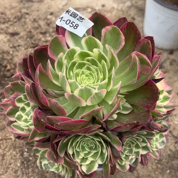 粉海王多肉植物058