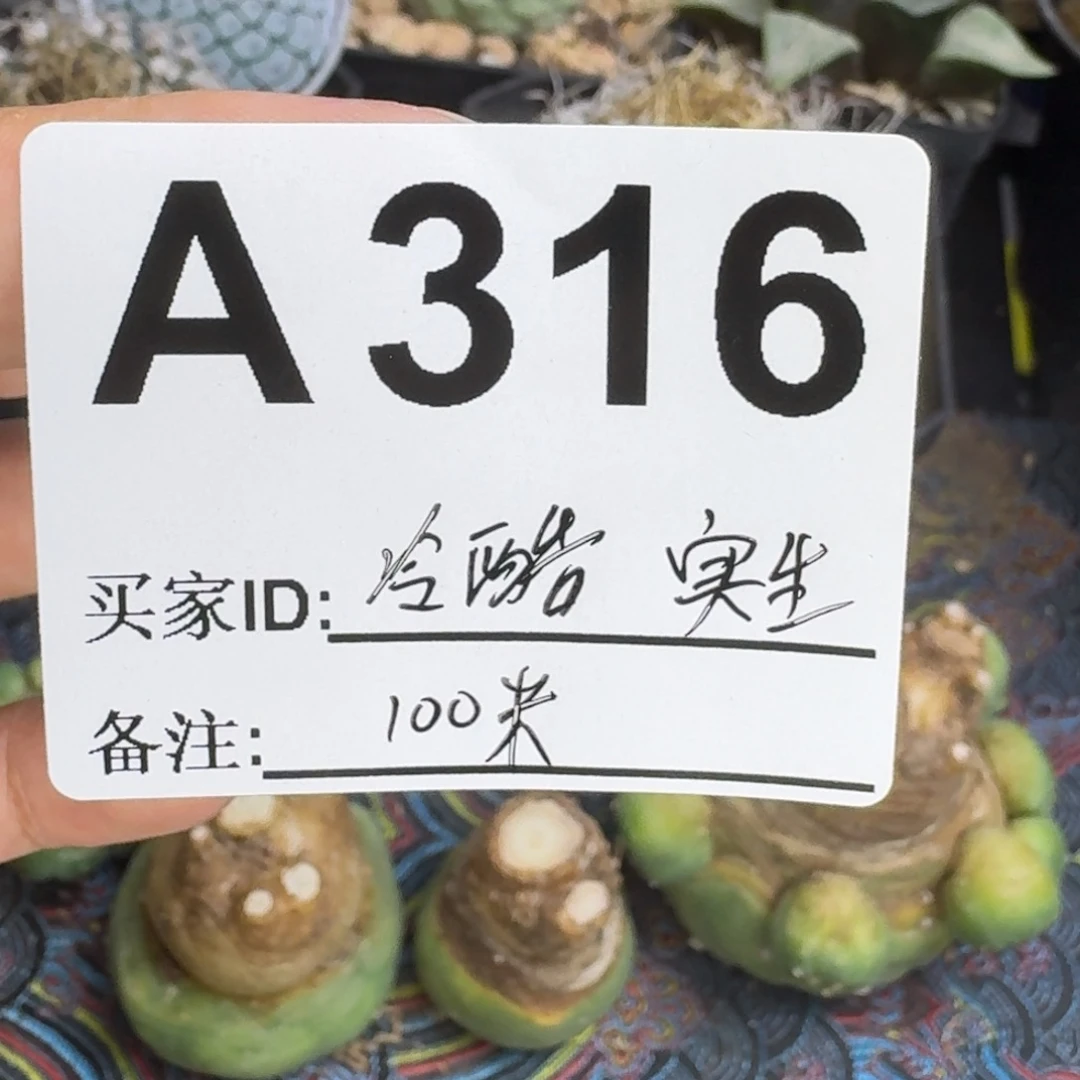 冷***情福利实生仙人球仙人球