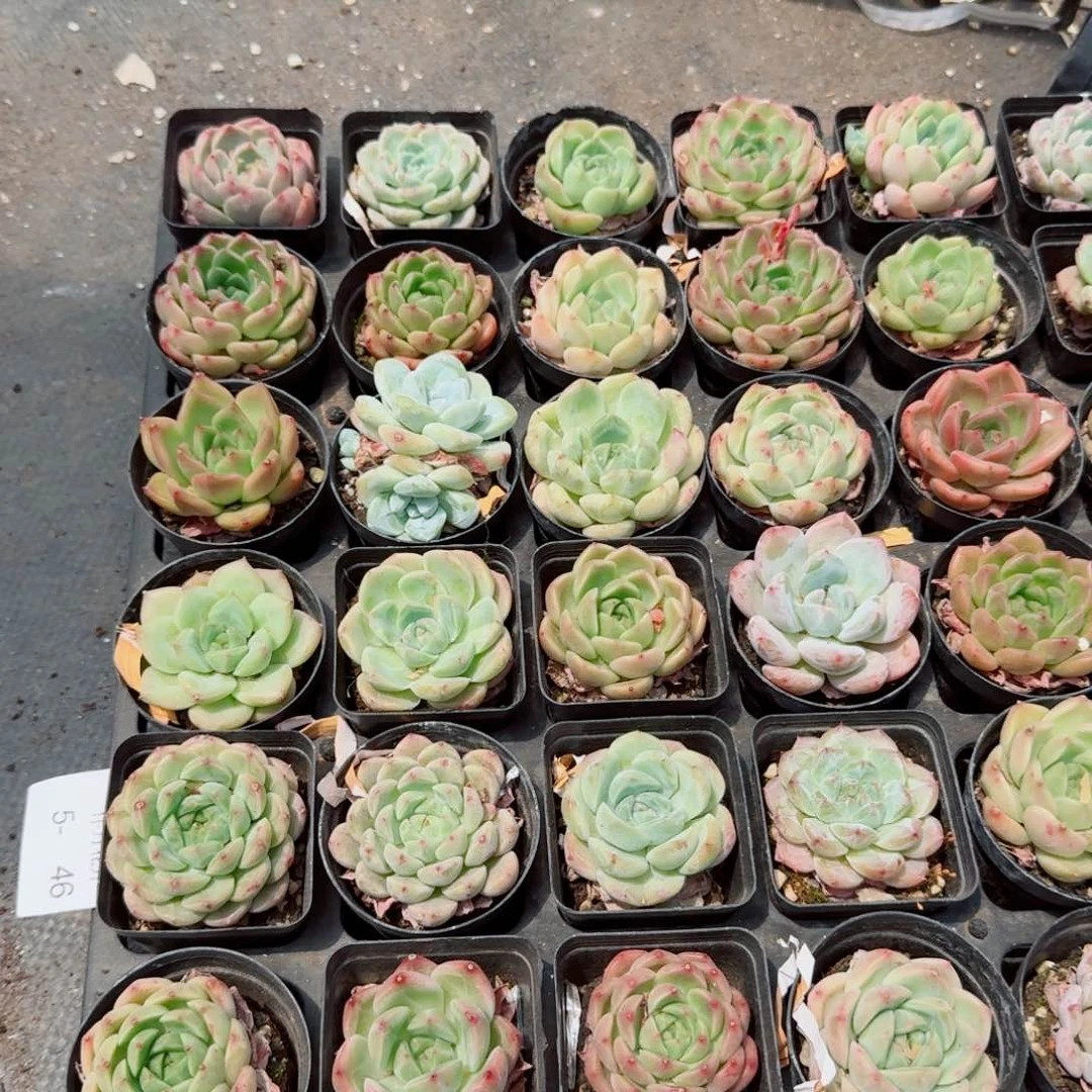 十八颗满盆糖心麦秆混量拍5-46