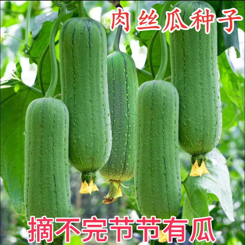 特大肉丝瓜种春夏秋季特长丝瓜籽农家庭院爬藤种蔬菜种子