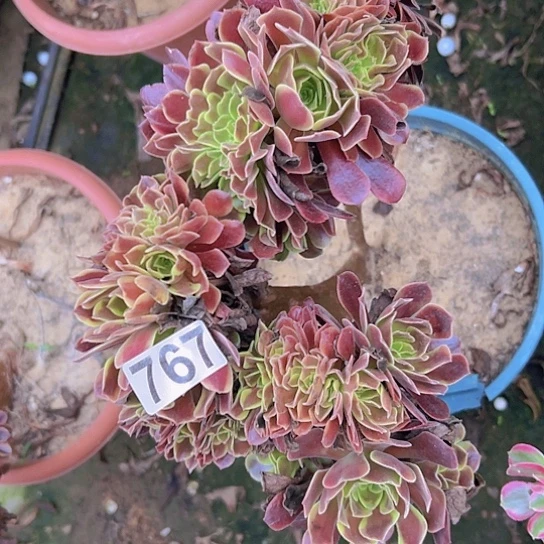 白***黑多肉植物一个欧嘉莉