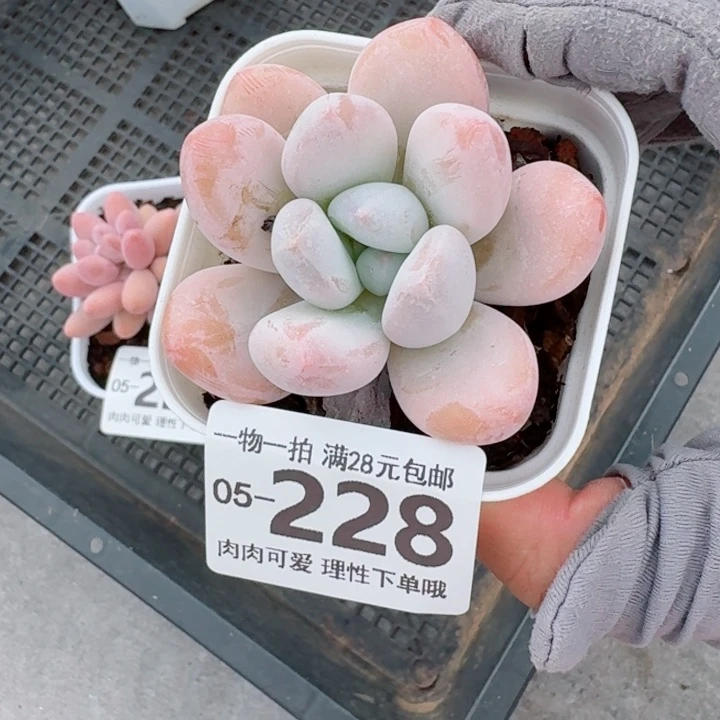 香水无盆土发货无盆土发货多