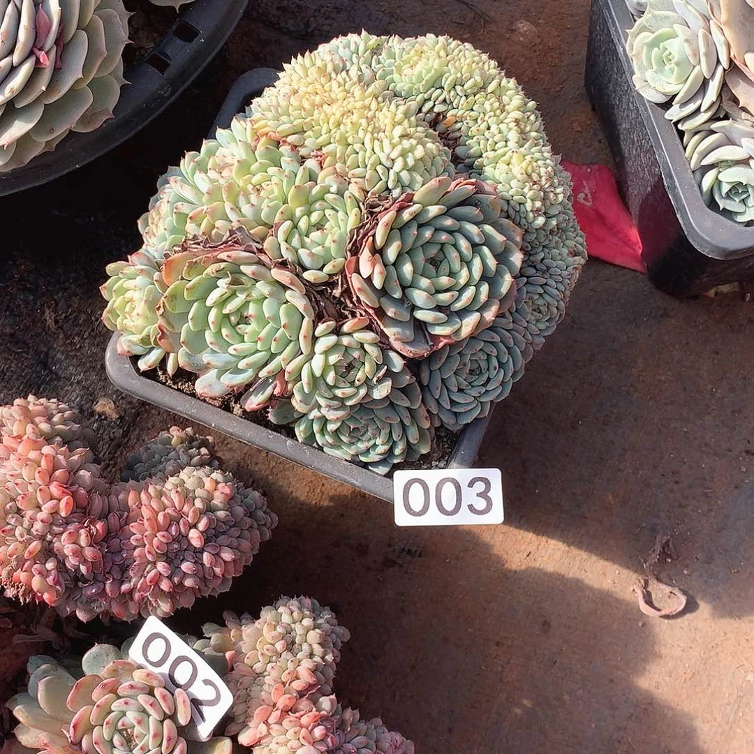 003白胖子 一物一拍多肉