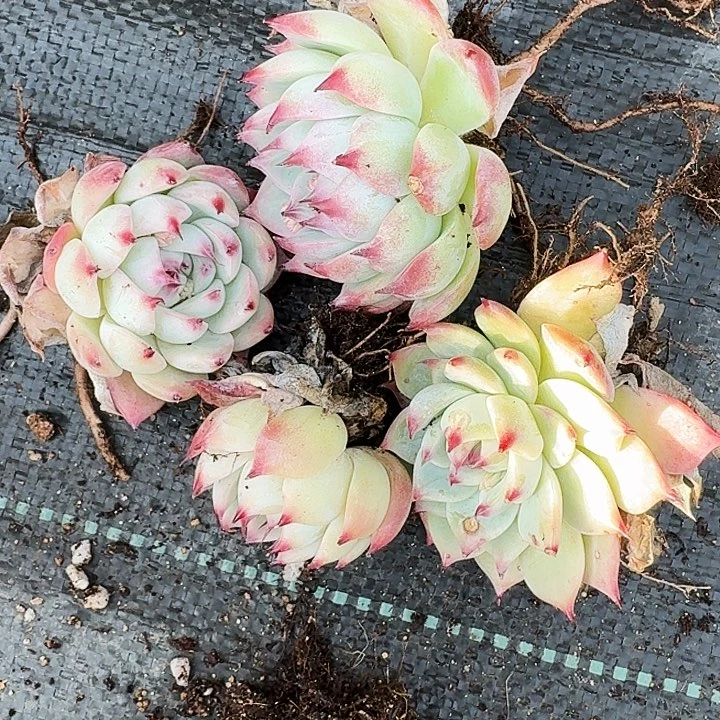 文*多肉植物一物一拍