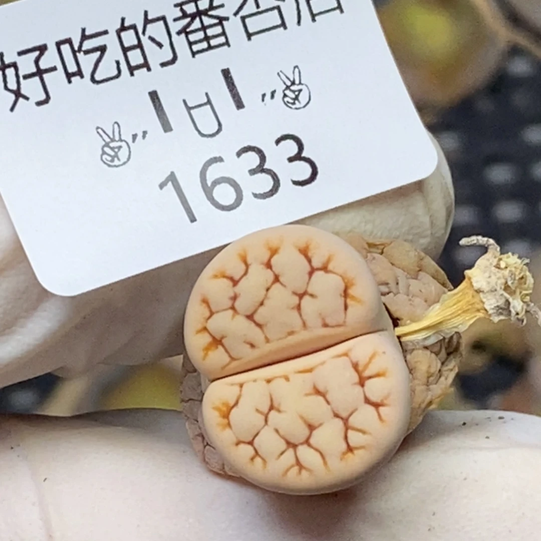 1633。零下拍保温.18包邮.当天凑哦