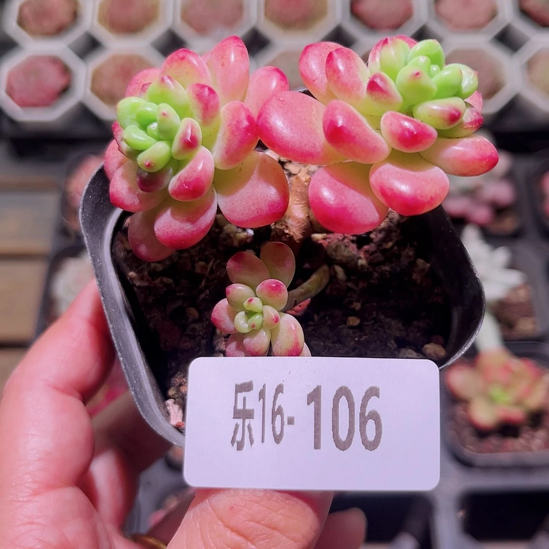 乐然16-106 香格里拉