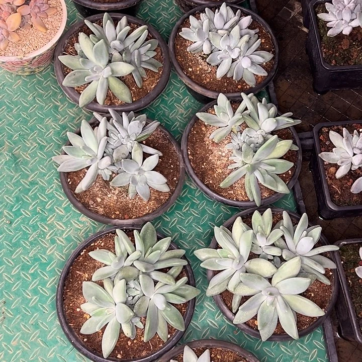 蔬***子9颗企鹅，一物一拍