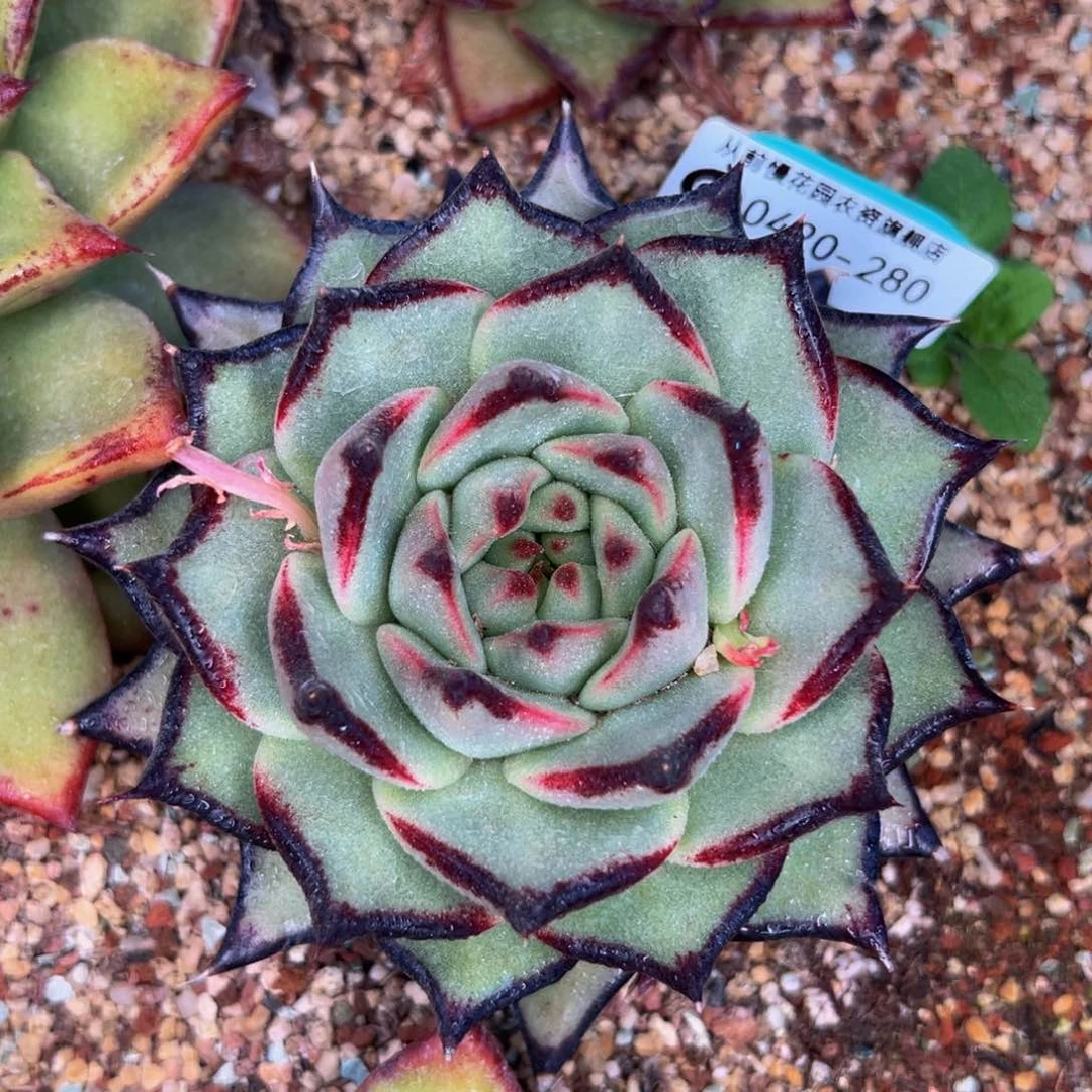 多肉一物一拍0420-280