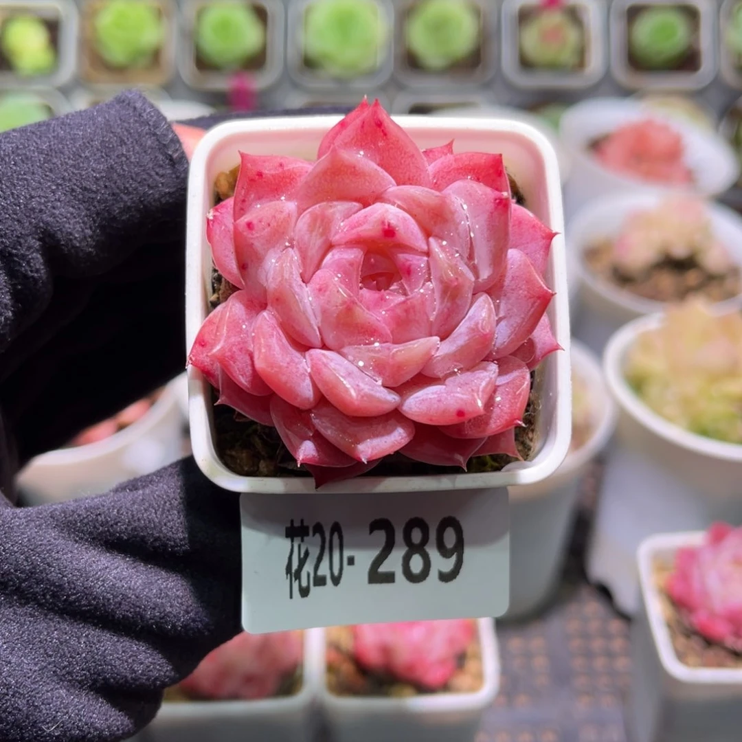 花利美20-289春园