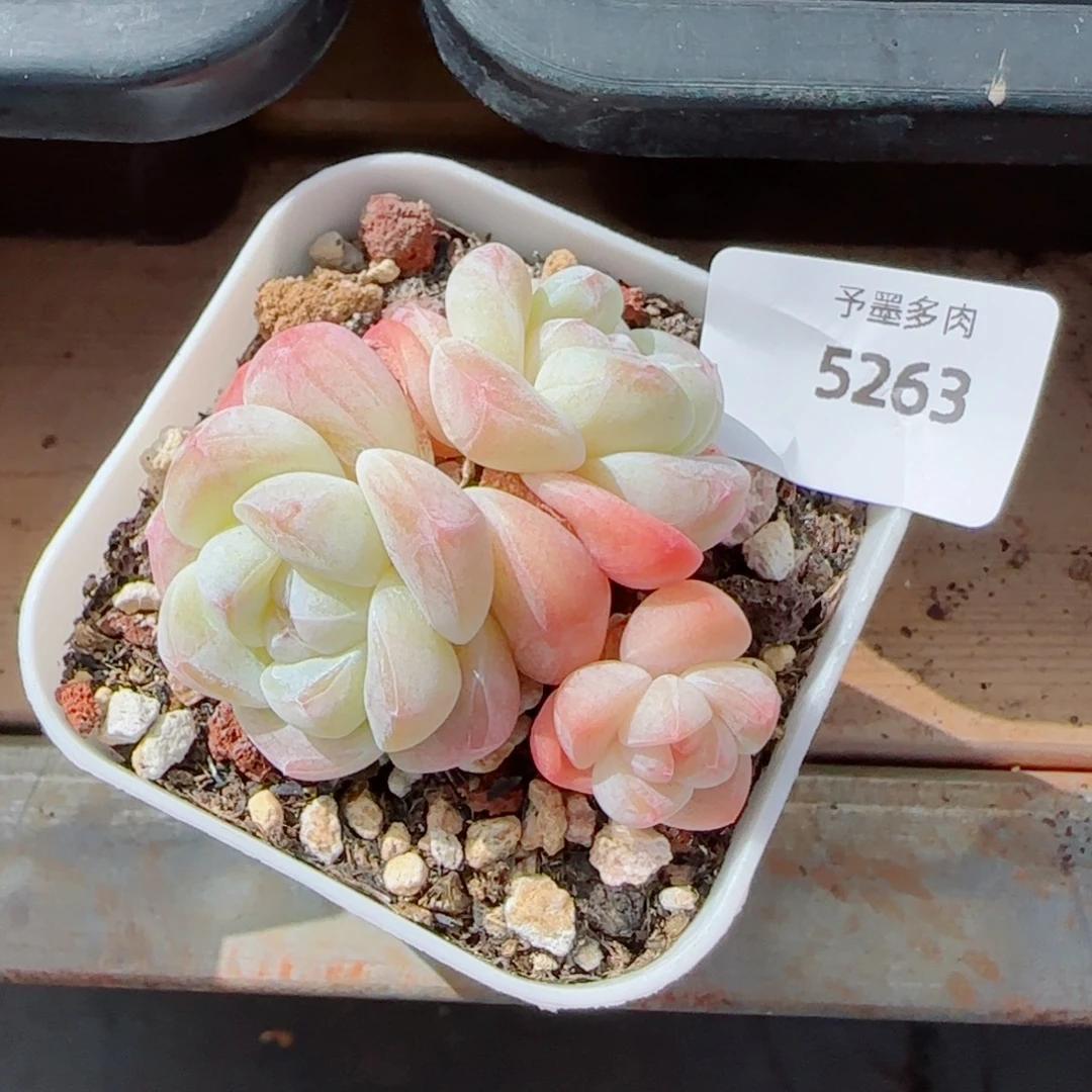 冰玉无砍，5263多肉植物