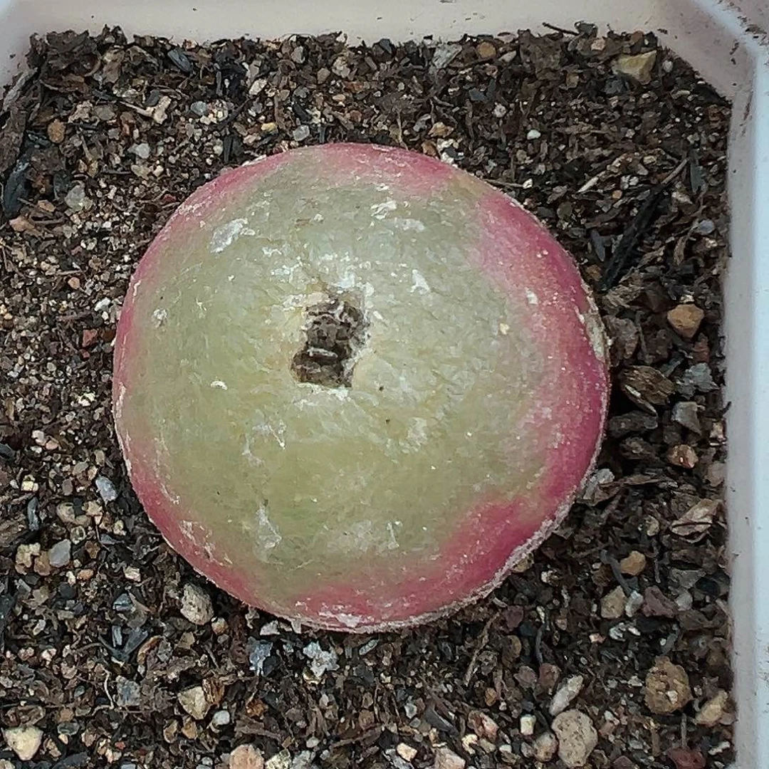 146灯泡3.5厘米有瑕疵带盆土发货