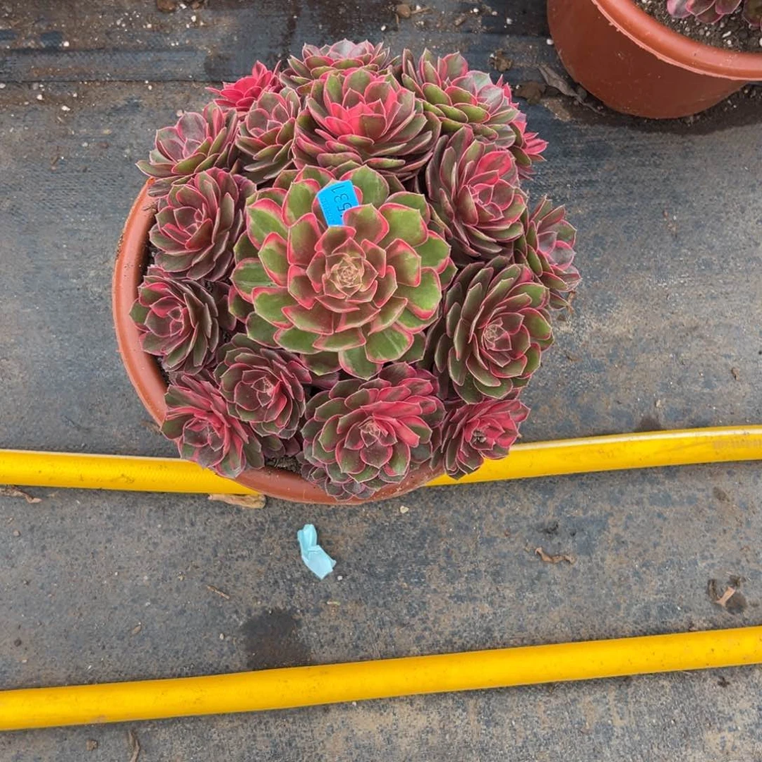 风*?4531黑魔锦多肉多肉多肉多肉