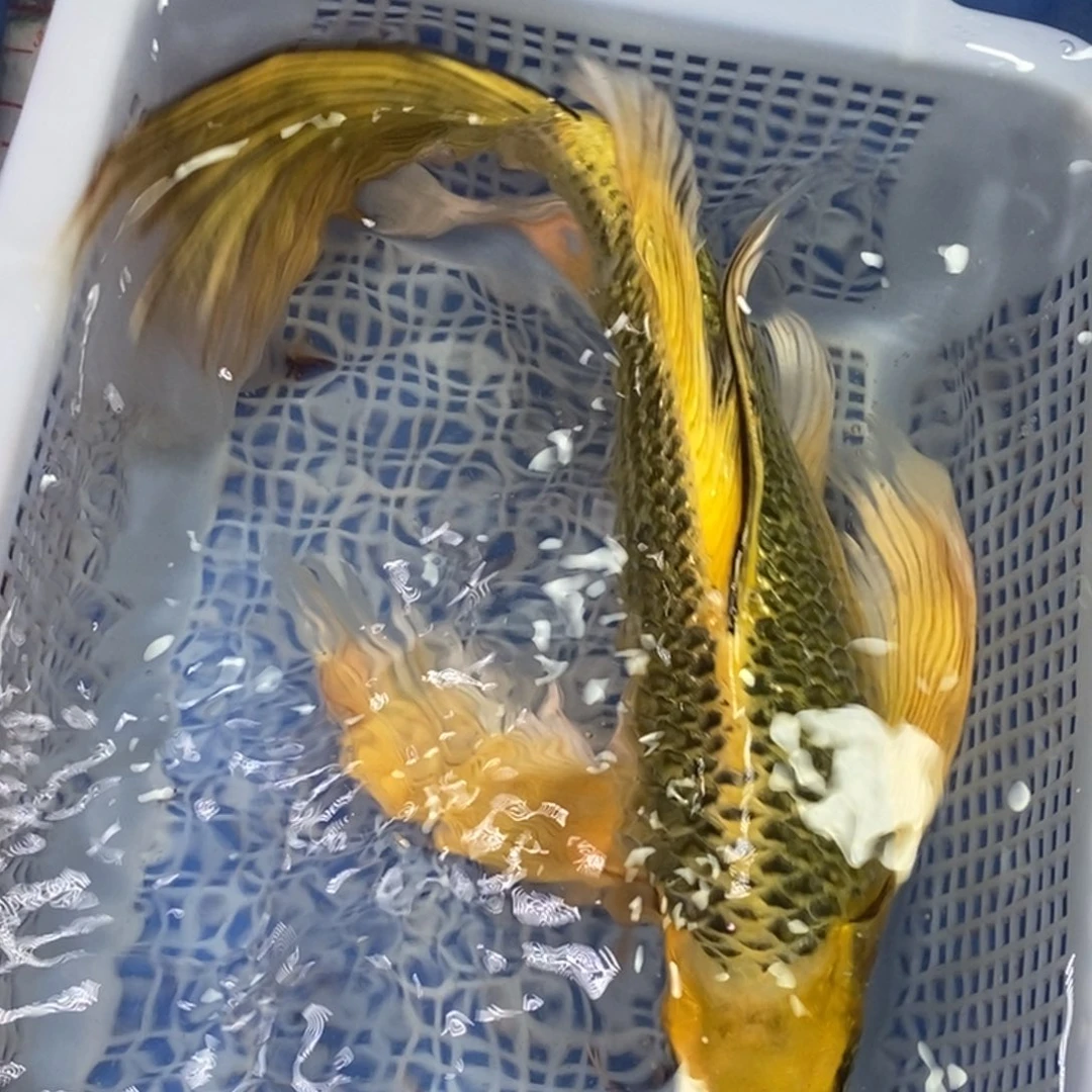 锦鲤冷水金龙包邮