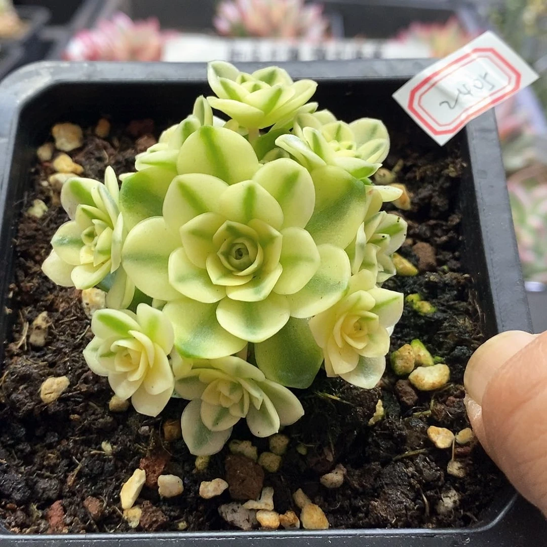 2405猫眼玫瑰腹轮锦手捧多肉