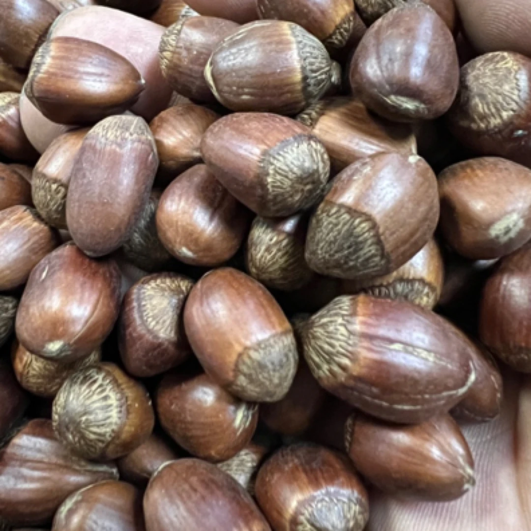 长白山玉坠大榛子果仁香脆可口送夹子