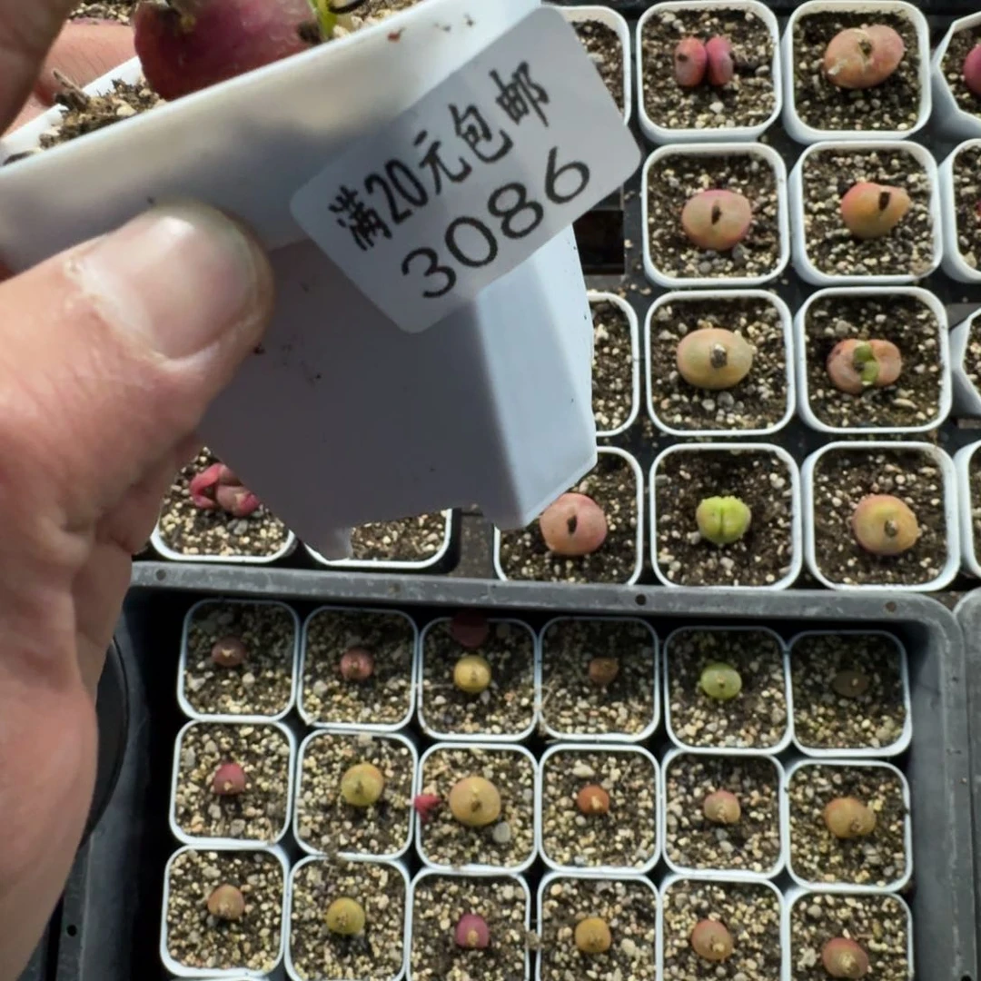 K****.3086。毛毛多肉植物