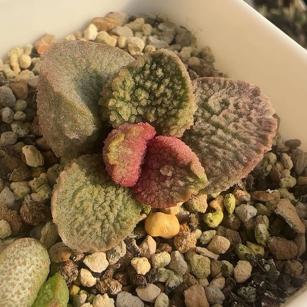 实生水泡 出售整盆