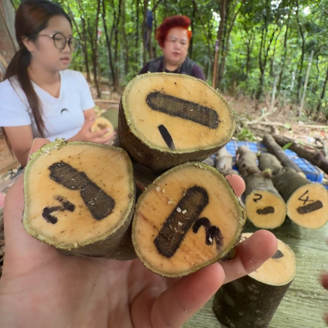 线香奇楠沉香原木