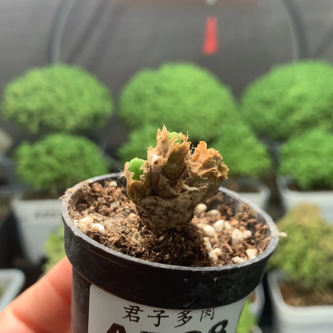 708碧光环。