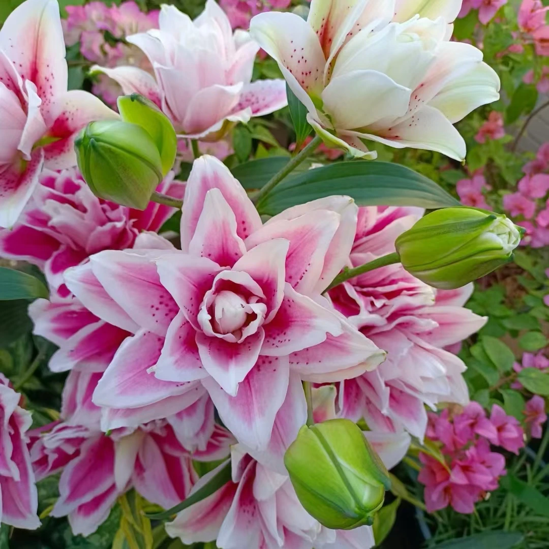 重瓣百合-火星支恋-3支多头