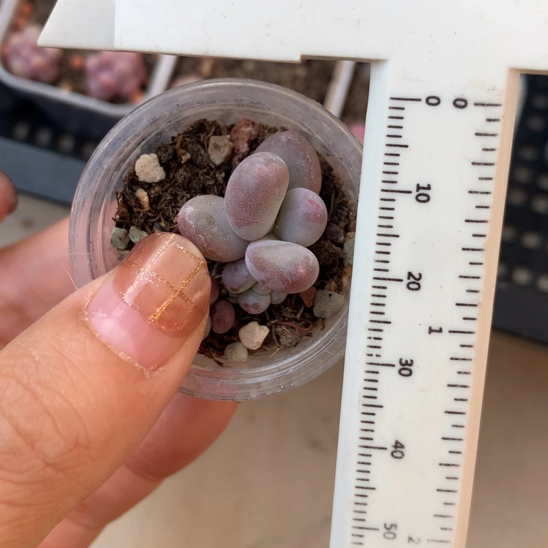 文乐 不凑满28元发一片叶 不售后 到付