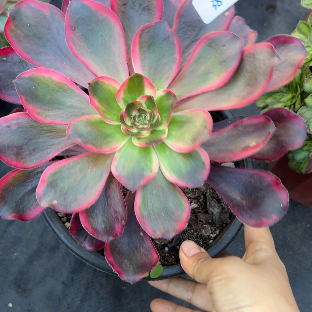 38红魔女多肉椅子