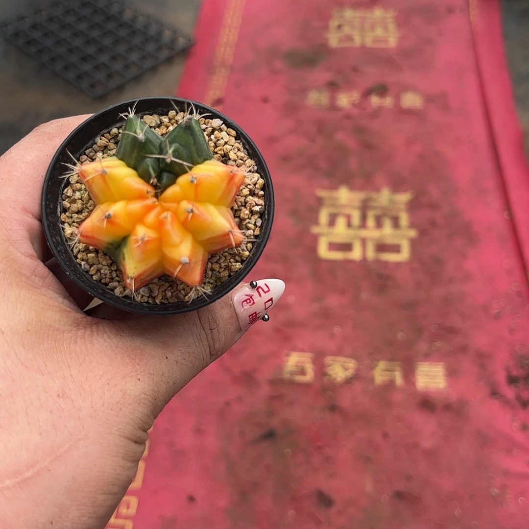 血***族108349一物一拍单头