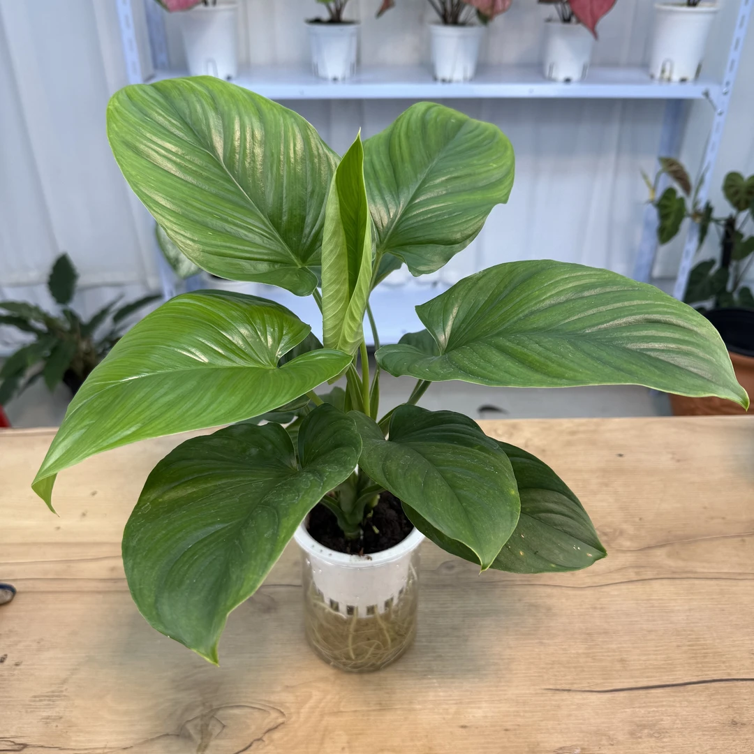 水培【千年健】蔓绿绒精选