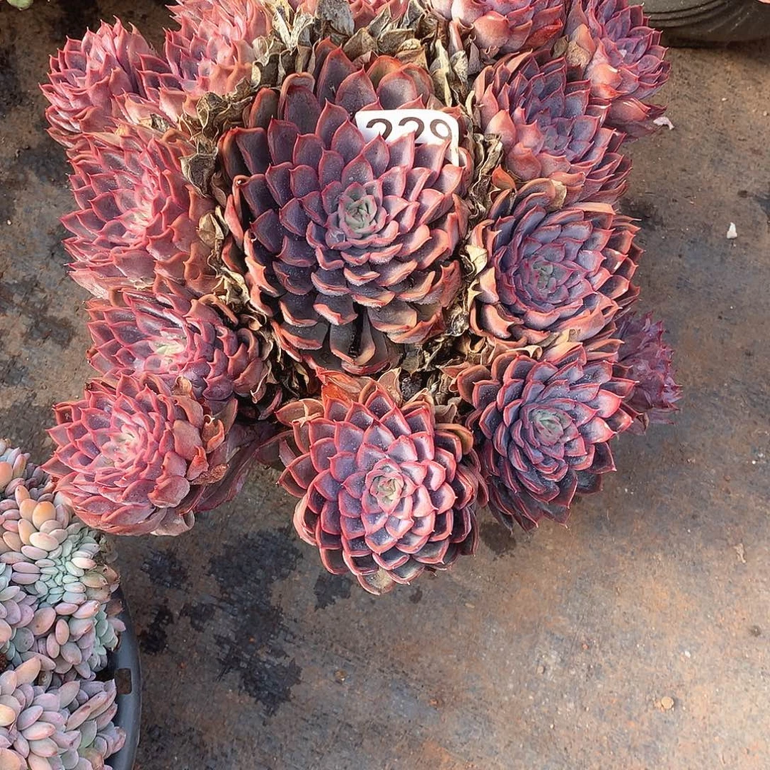 229猎户座 一物一拍多肉