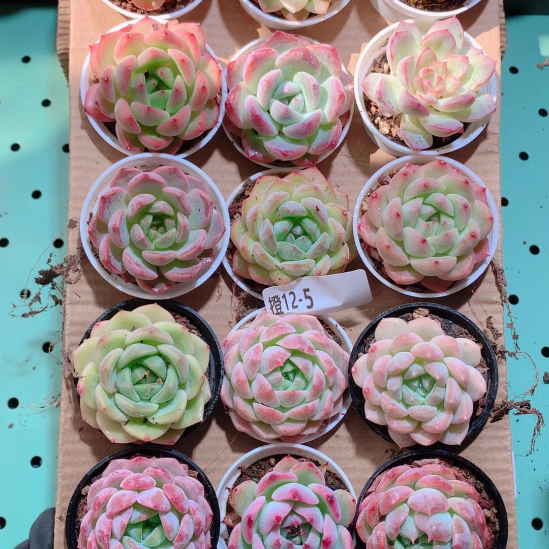 12-5一物一拍带盆18颗