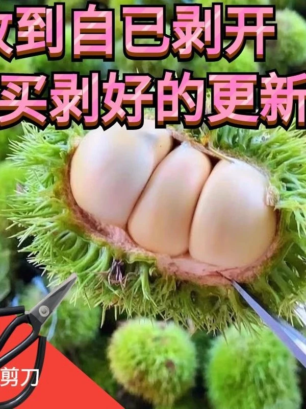 新鲜板栗生2025年鲜栗子白皮现摘现发鲜板栗白壳毛栗子好剥皮糯甜