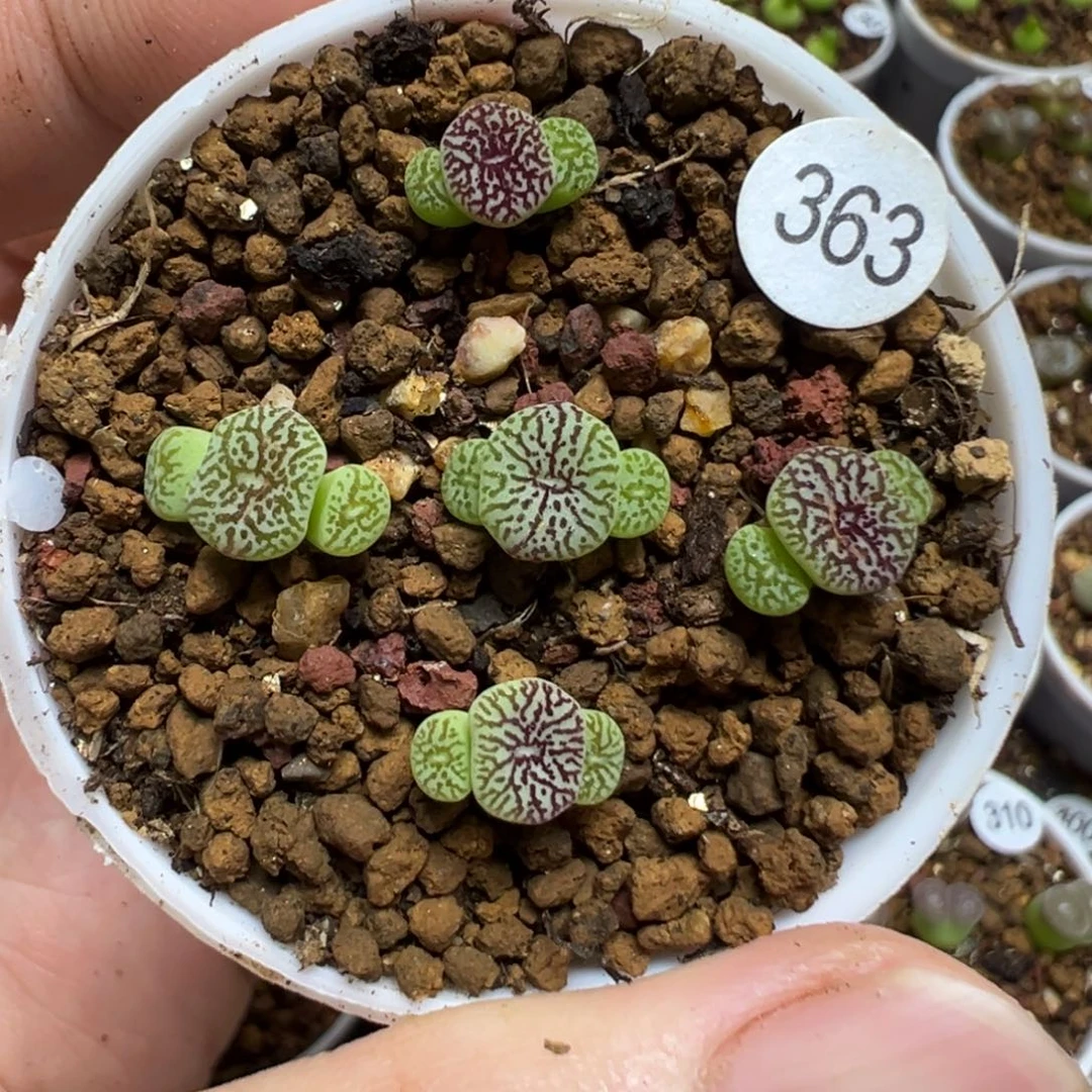 714墨5颗3头363000