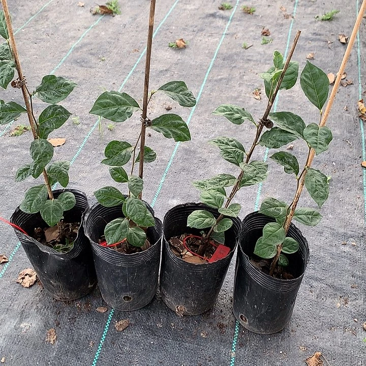 完全开放红灯嫁接苗28.8