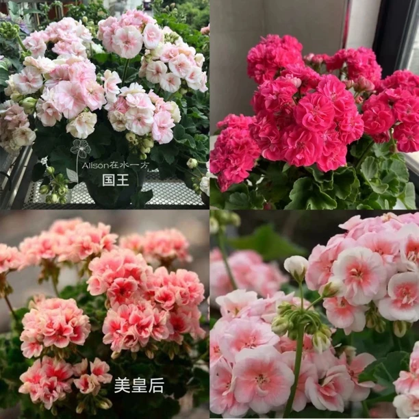 [D组套餐小苗]（国王+公主+皇后+罗莎琳达）4颗天竺葵小苗包对版