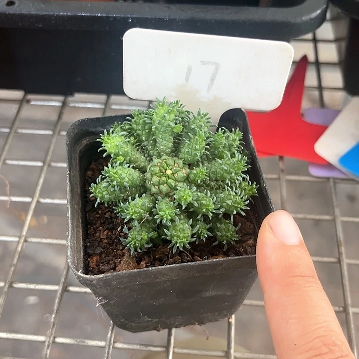 我也不知道我为什么要